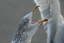 call behavior regional analysis