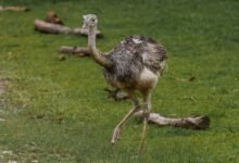 mobile call behavior analysis