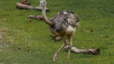 mobile call behavior analysis