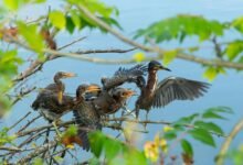 mobile call behavior trends