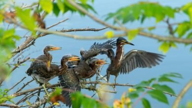 regional call behavior analysis