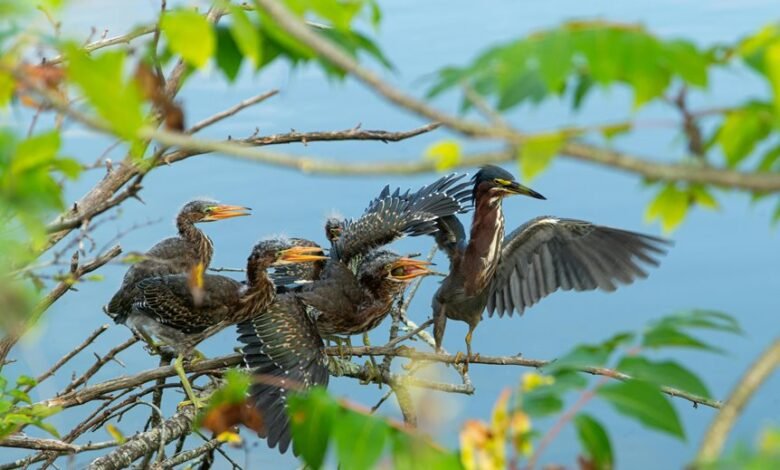 regional mobile call trends